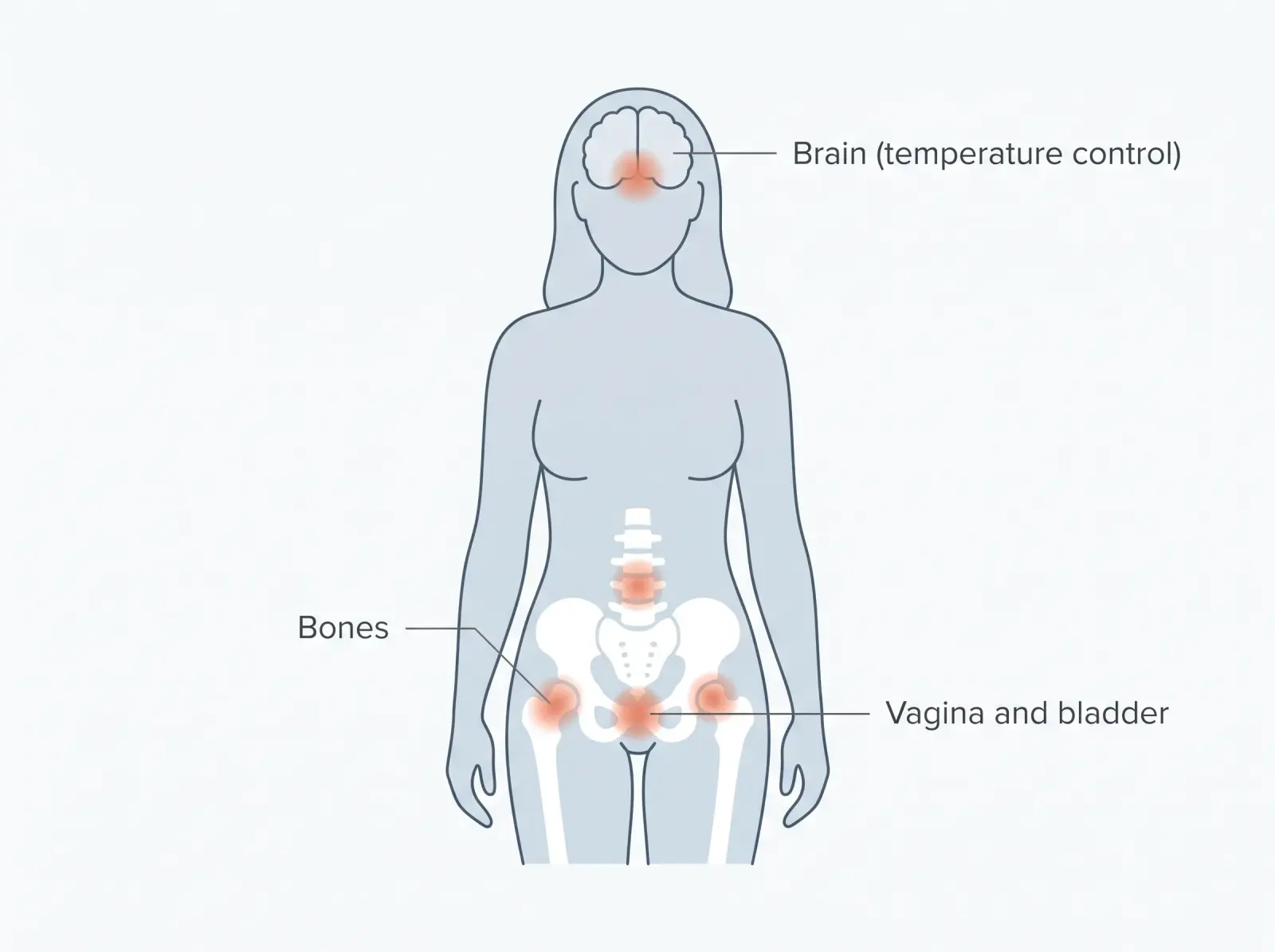 Body diagram marking where oestrogen acts: the brain, bones, vagina and bladder
