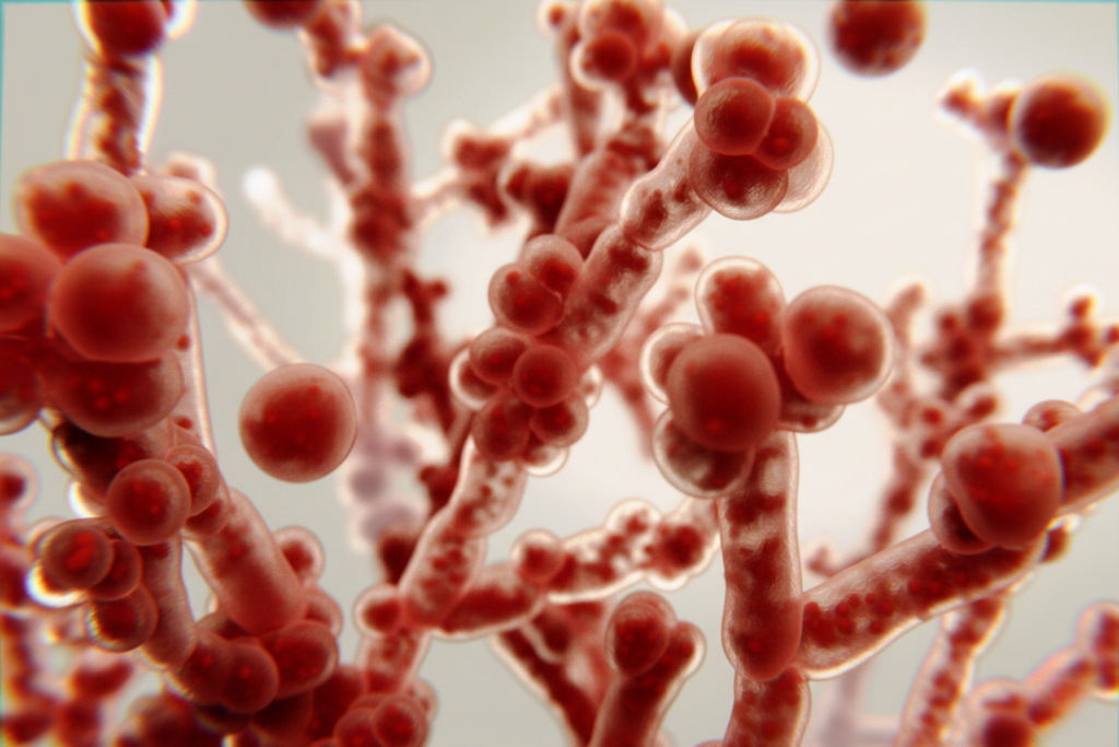 Microscopic view of Candida albicans fungus that causes candidiasis yeast infections