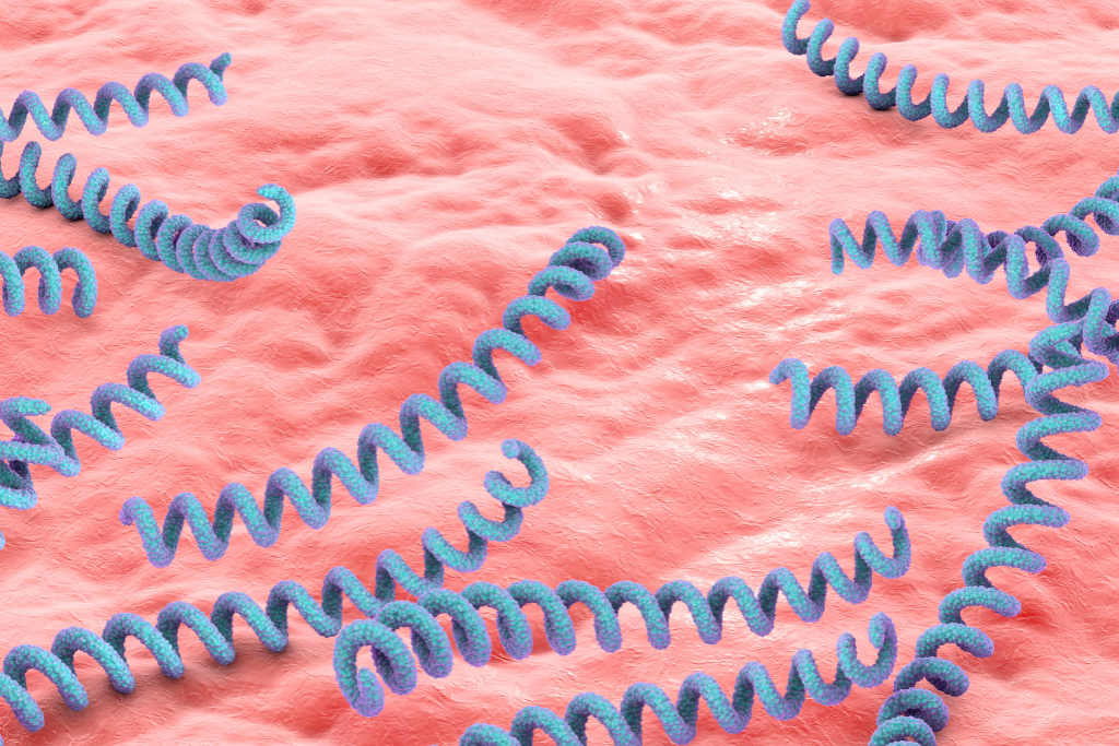 Treponema pallidum bacteria 3D illustration of spiral shaped organism causing syphilis in humans.