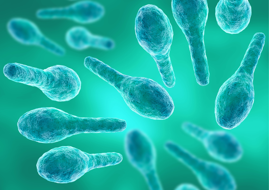 Clostridium tetani bacteria under microscopic view causing tetanus infection that can be fatal